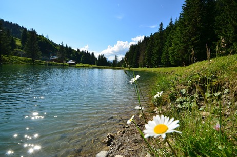 Photo d'un lac avec des fleurs à Notre Dame de Bellecombe